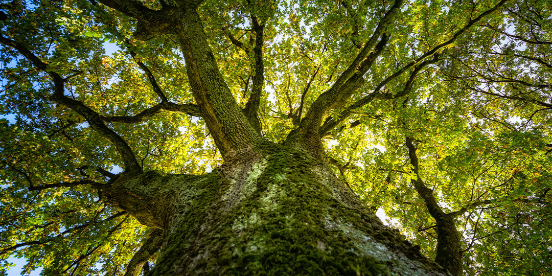 Arborist Reports | Vasquez Arbor Care - Vasquez Arbor Care